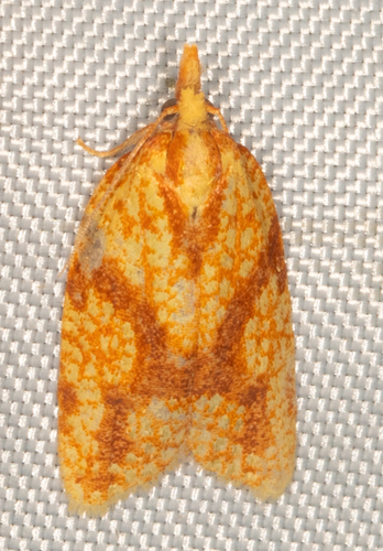 Sparganothis Fruitworm Moth