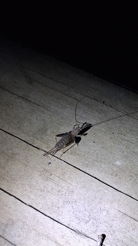 Hairy Scale-cricket