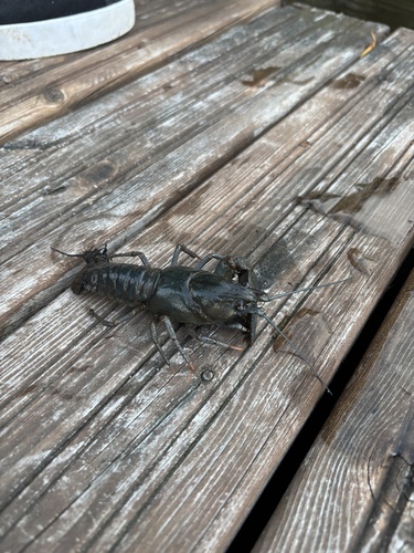 European Crayfish