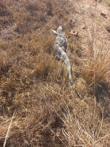 Rock Monitor