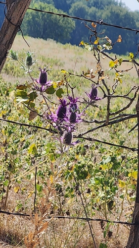 Leavenworth's eryngo