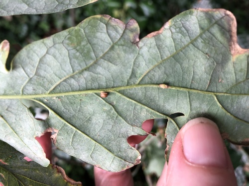 Oyster Gall Wasp