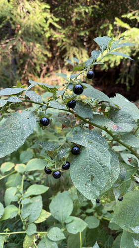 Deadly Nightshade