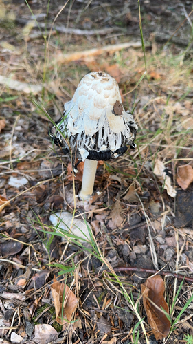 Shaggy Mane