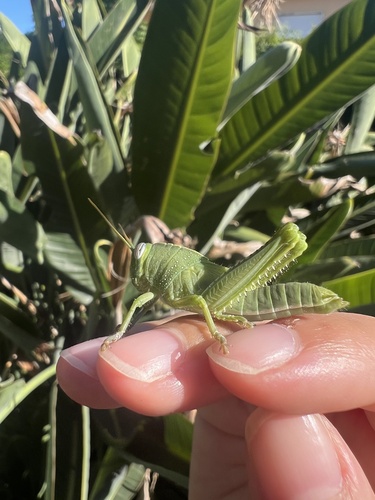 Egyptian Bird Grasshopper