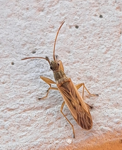 Paromius gracilis