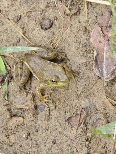 American Bullfrog