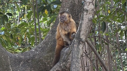 Black-striped Capuchin