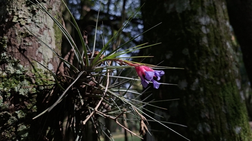 Tillandsia tenuifolia