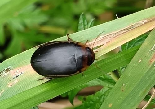 Hydaticus seminiger