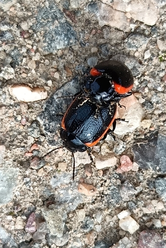 Chrysolina sanguinolenta