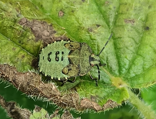 Green Shield Bug