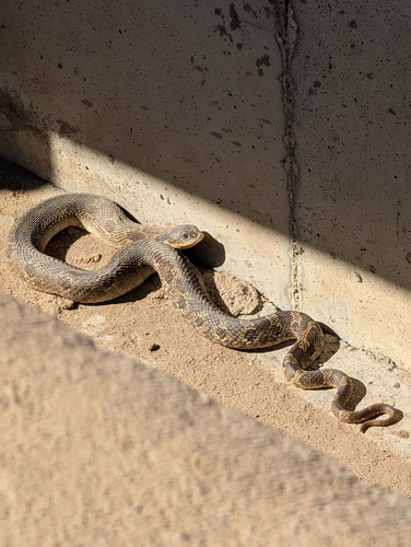 Eastern Hognose Snake