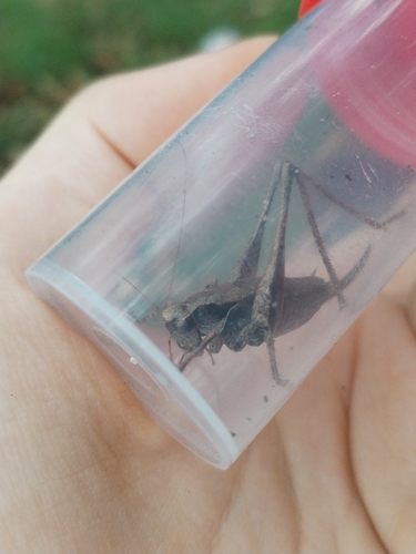 Dark Bush-cricket
