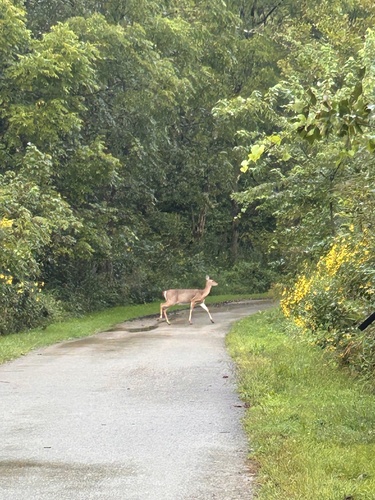 White-tailed Deer