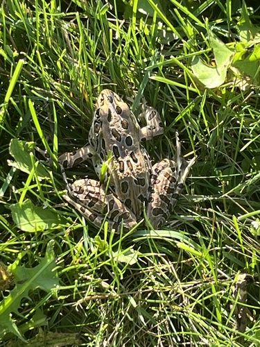 Northern Leopard Frog