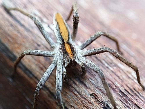 European Nursery Web spider