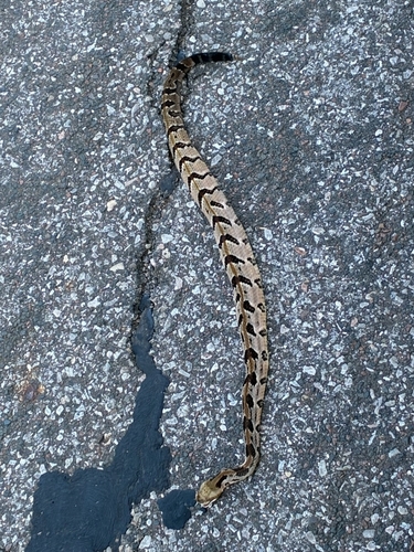 Timber Rattlesnake