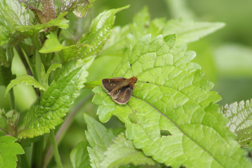 Dark-patched Skipper