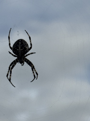 Cross Orbweaver