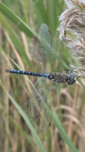 Migrant Hawker
