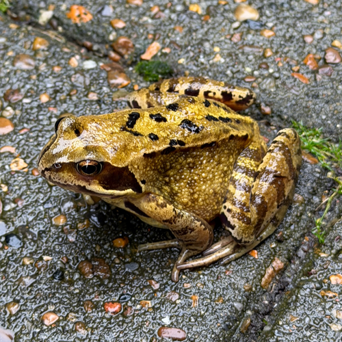European Common Frog