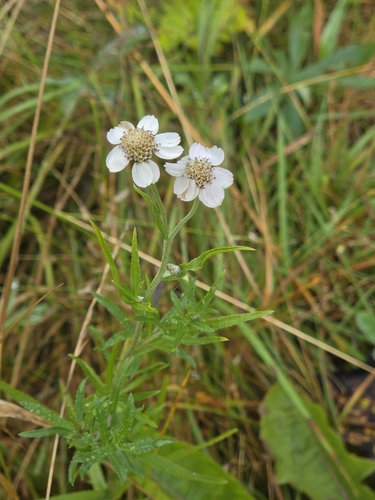 Sneezewort