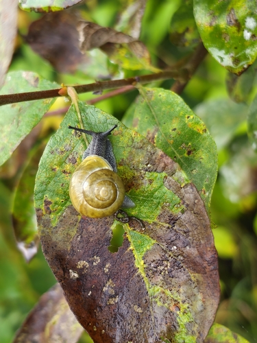 White-lipped Snail