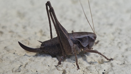 Dark Bush-cricket