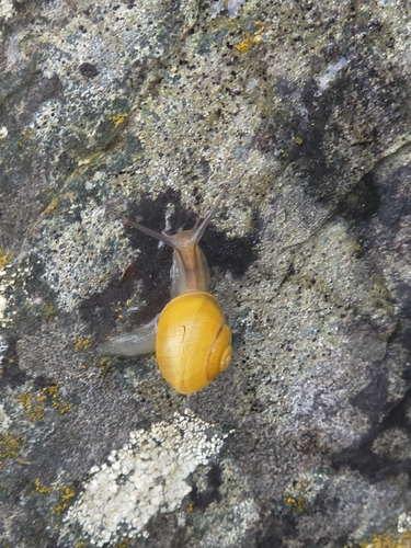 Cepaea