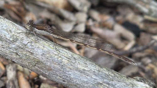 Common Winter Damselfly