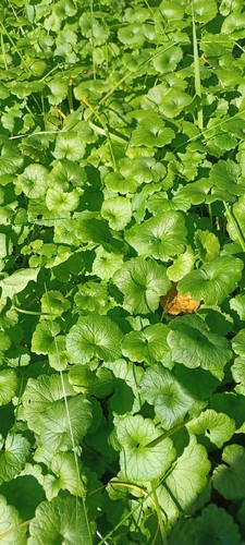 ground-ivy