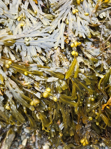 bladder wrack