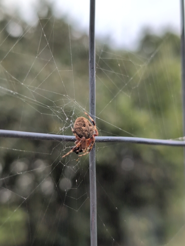 Spotted Orbweaver