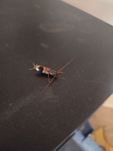 Lesser Eucalyptus Longhorn Beetle