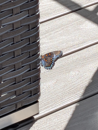Red-spotted Purple