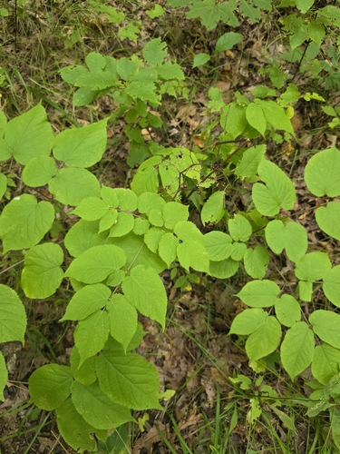 American spikenard
