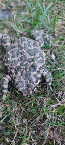 Green Toad