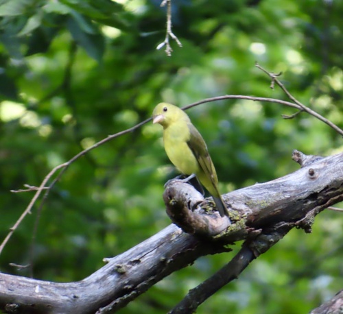 Scarlet Tanager