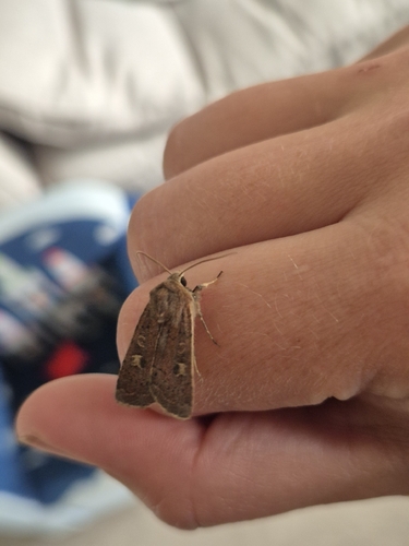 Square-spot Rustic