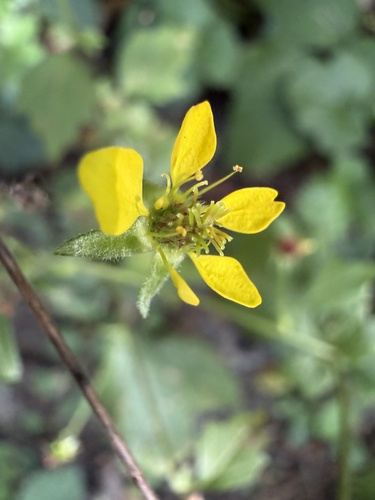 Wood Avens