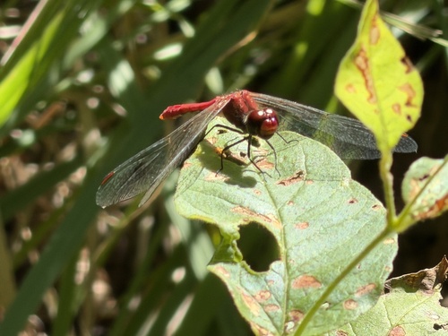 Ruddy Darter