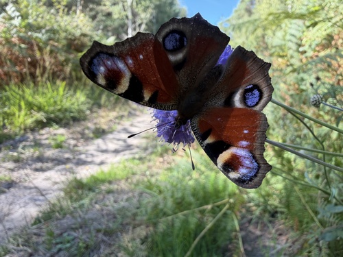 European Peacock Butterfly