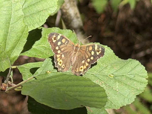 Speckled Wood