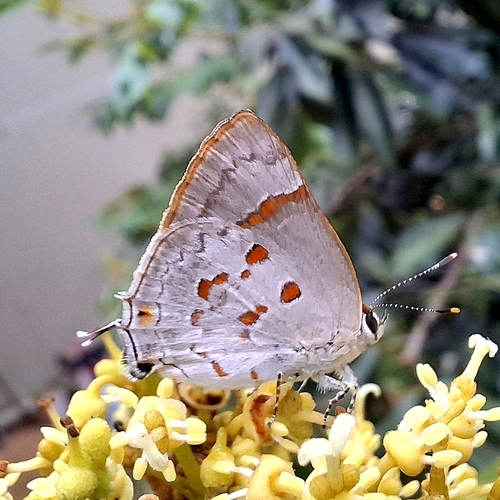 Lantana Hairstreak