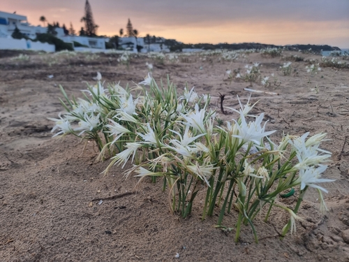 Sea Daffodil