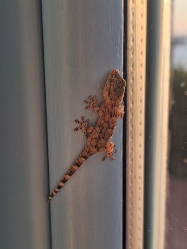 Moorish Gecko