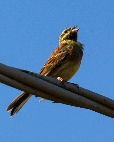 Cirl Bunting