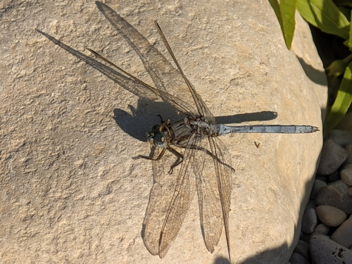 Epaulet Skimmer