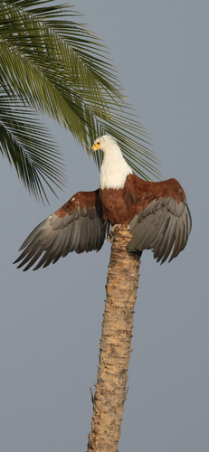 African Fish-Eagle